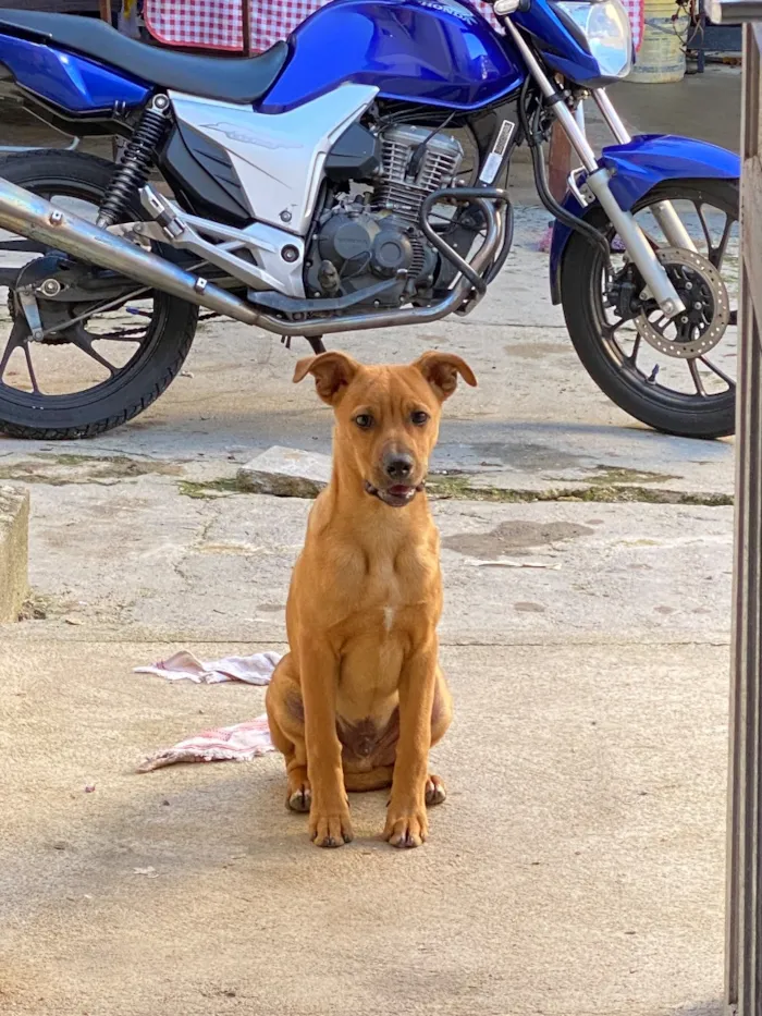 Cachorro raça SRD-ViraLata idade 7 a 11 meses nome Marley