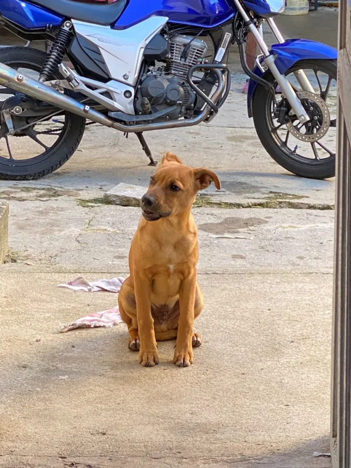 Cachorro raça SRD-ViraLata idade 7 a 11 meses nome Marley