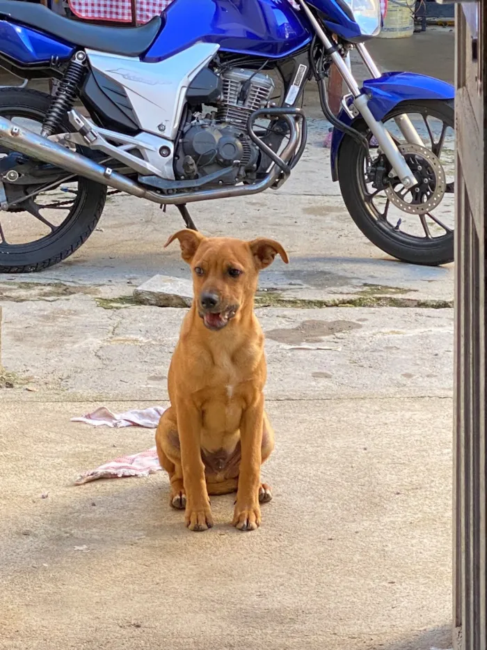 Cachorro raça SRD-ViraLata idade 7 a 11 meses nome Marley