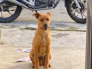Cachorro raça SRD-ViraLata idade 7 a 11 meses nome Marley