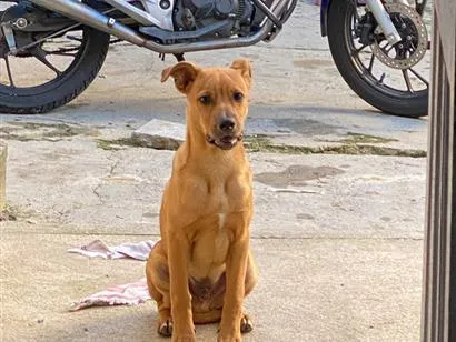 Cachorro raça SRD-ViraLata idade 7 a 11 meses nome Marley