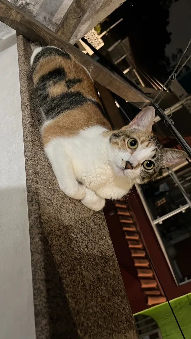 Gato raça SRD-ViraLata idade 3 anos nome Luna