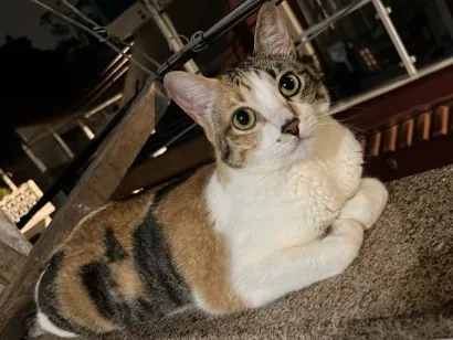 Gato raça SRD-ViraLata idade 3 anos nome Luna