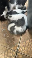 Filhotes fofos 