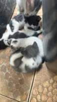 Filhotes fofos 