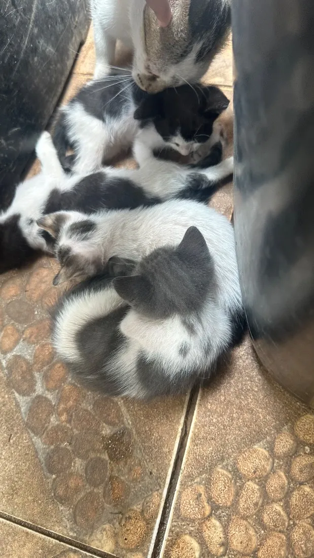 Gato raça SRD-ViraLata idade 2 a 6 meses nome Filhotes fofos 