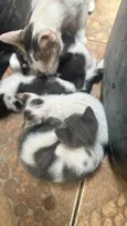 Filhotes fofos 