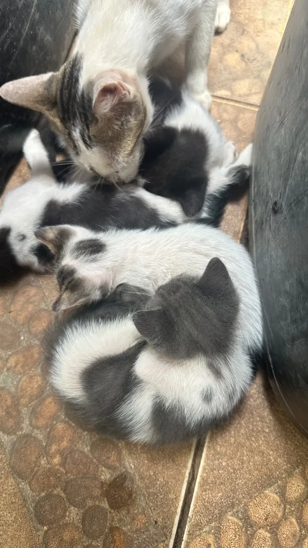 Gato raça SRD-ViraLata idade 2 a 6 meses nome Filhotes fofos 