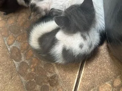 Gato raça SRD-ViraLata idade 2 a 6 meses nome Filhotes fofos 