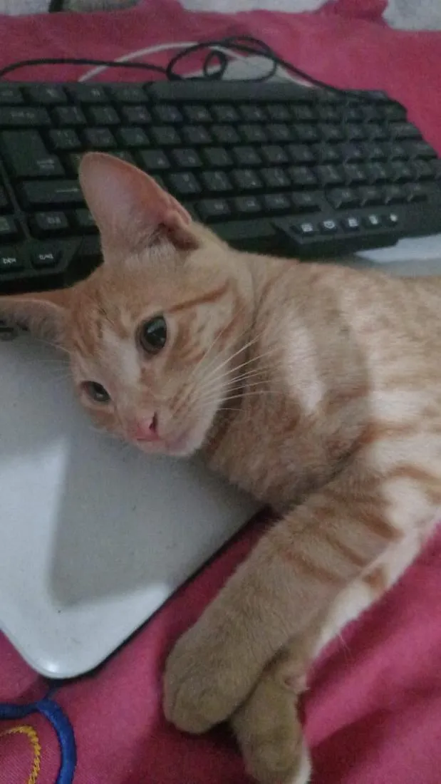 Gato raça SRD-ViraLata idade 1 ano nome Simba