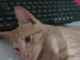 Simba