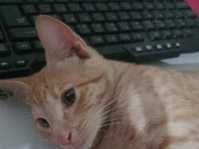 Gato raça SRD-ViraLata idade 1 ano nome Simba