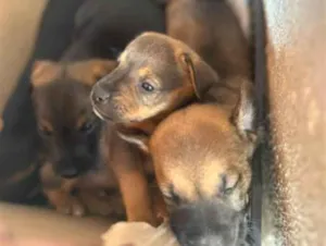 Cachorro raça SRD-ViraLata idade Abaixo de 2 meses nome NAO TEM NOME AINDA 