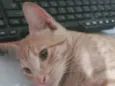 Simba