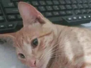 Gato raça SRD-ViraLata idade 1 ano nome Simba