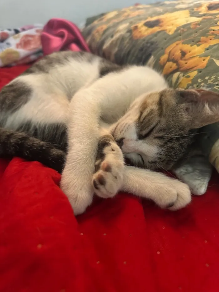 Gato raça SRD-ViraLata idade 7 a 11 meses nome Leonardo 
