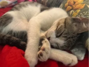 Gato raça SRD-ViraLata idade 7 a 11 meses nome Leonardo 
