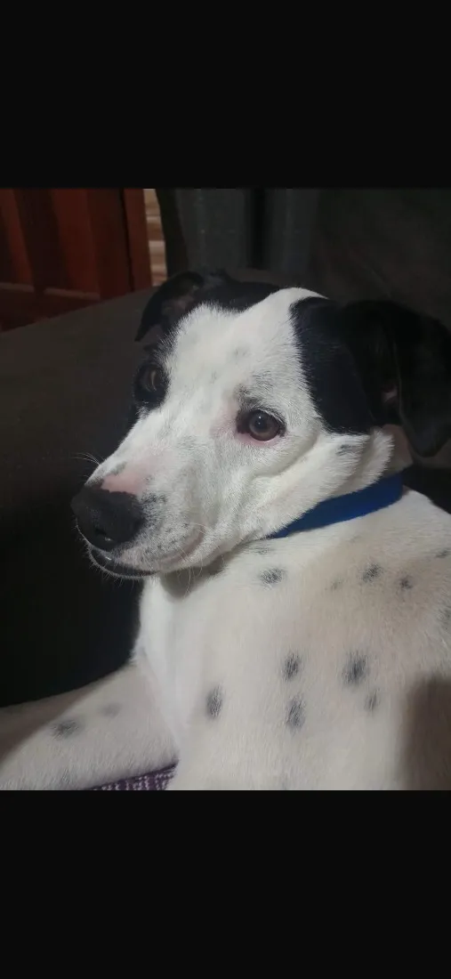 Cachorro raça SRD-ViraLata idade 4 anos nome Deivy