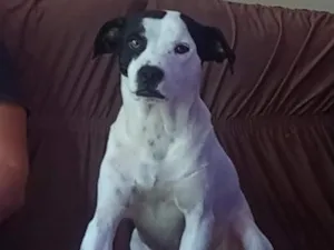 Cachorro raça SRD-ViraLata idade 4 anos nome Deivy