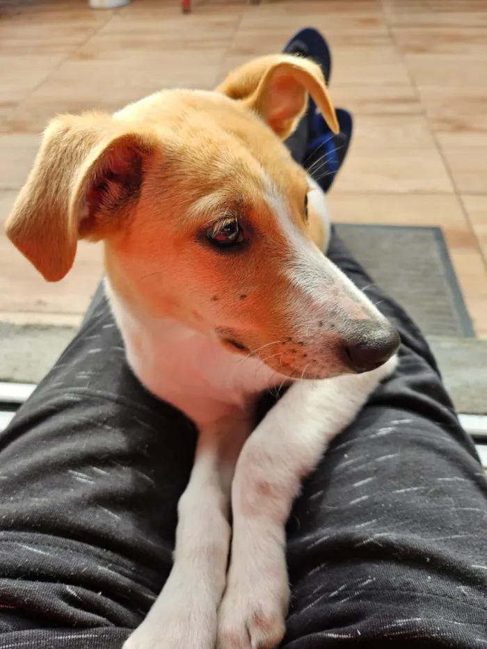 Cachorro raça SRD-ViraLata idade 7 a 11 meses nome Costelinha