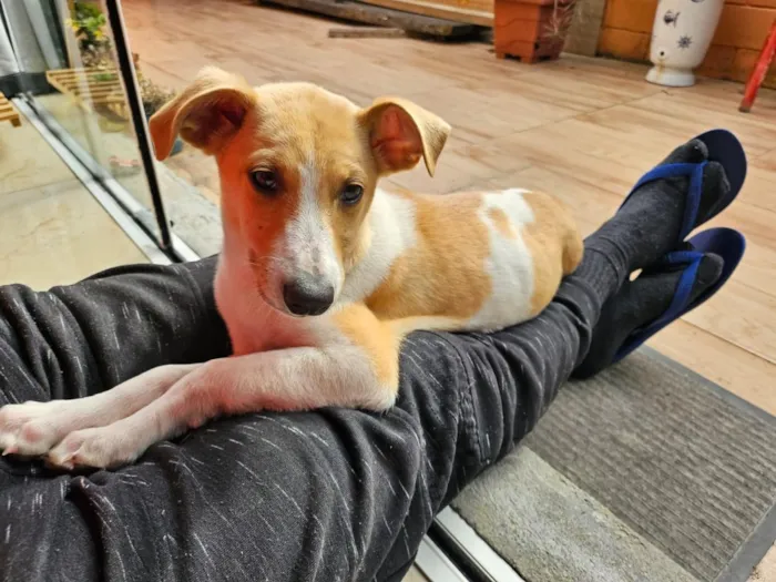 Cachorro raça SRD-ViraLata idade 7 a 11 meses nome Costelinha