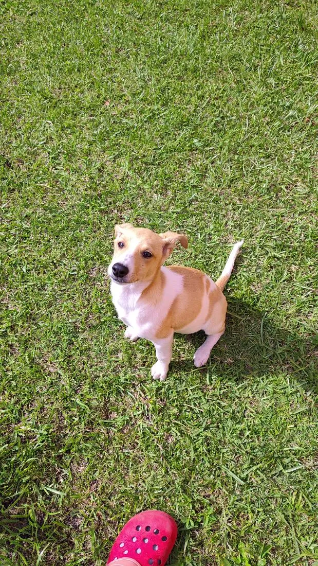Cachorro raça SRD-ViraLata idade 7 a 11 meses nome Costelinha