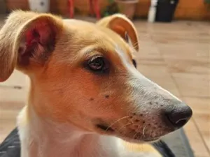 Cachorro raça SRD-ViraLata idade 7 a 11 meses nome Costelinha