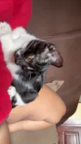 Bela e Gigi 