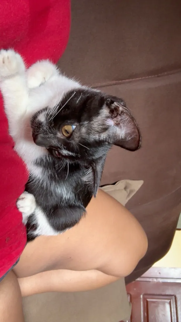 Gato raça SRD-ViraLata idade 7 a 11 meses nome Bela e Gigi 