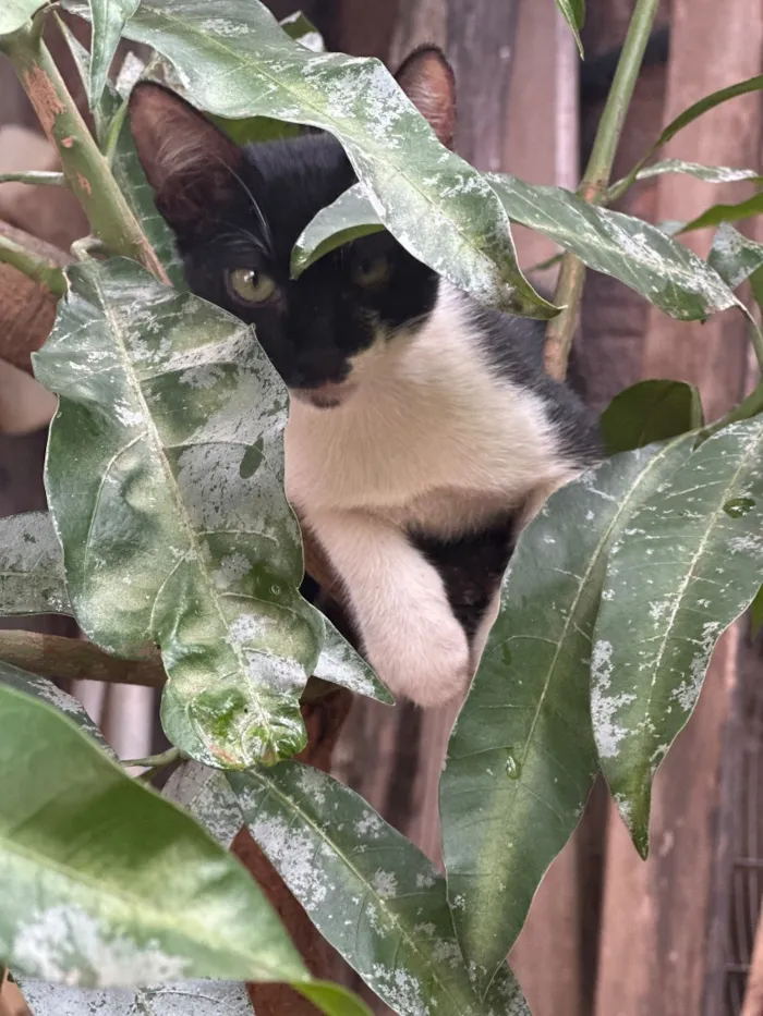 Gato raça SRD-ViraLata idade 7 a 11 meses nome Bela e Gigi 