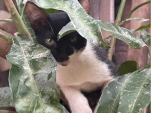 Gato raça SRD-ViraLata idade 7 a 11 meses nome Bela e Gigi 