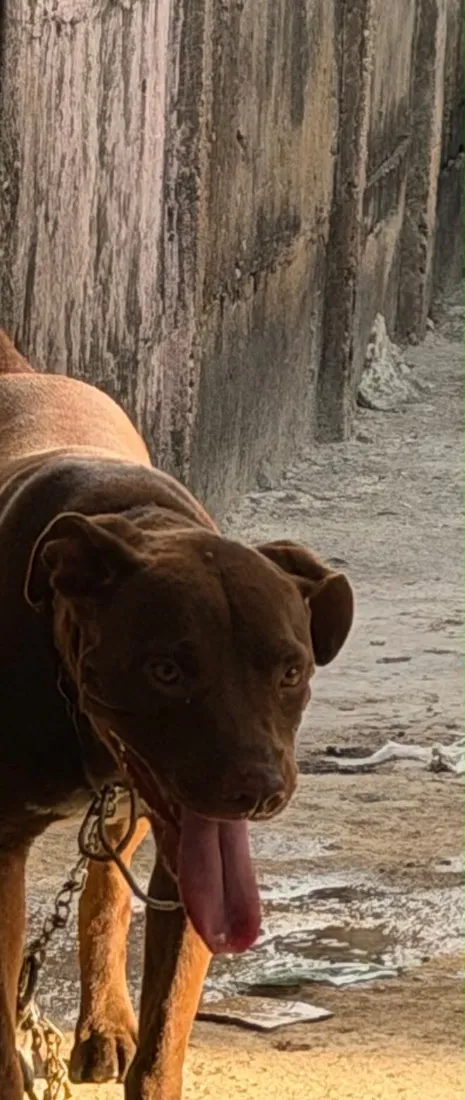 Cachorro raça Pit-Bull idade 2 anos nome Akira