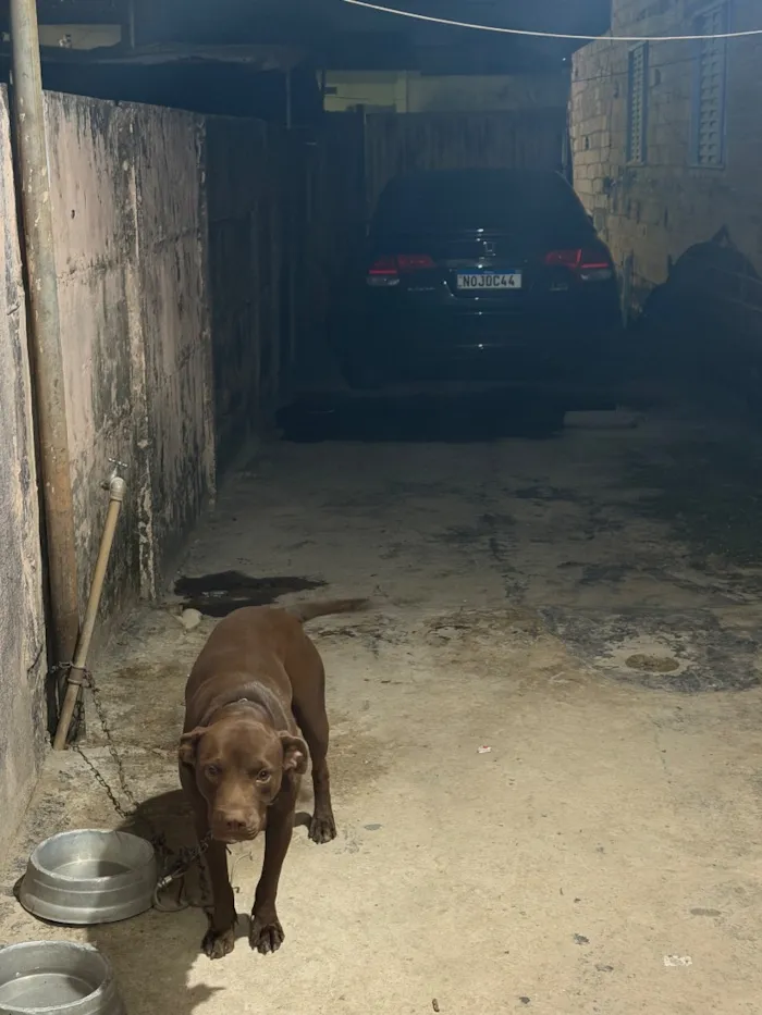 Cachorro raça Pit-Bull idade 2 anos nome Akira
