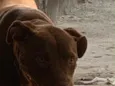 Akira