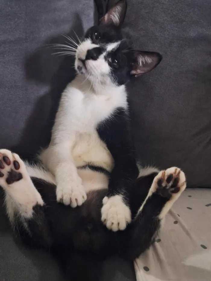 Gato raça SRD-ViraLata idade 7 a 11 meses nome manhoso 