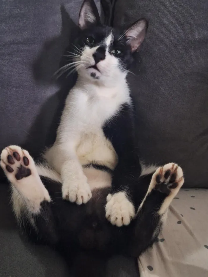 Gato raça SRD-ViraLata idade 7 a 11 meses nome manhoso 