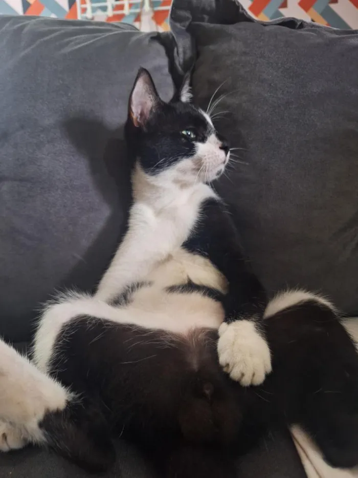 Gato raça SRD-ViraLata idade 7 a 11 meses nome manhoso 