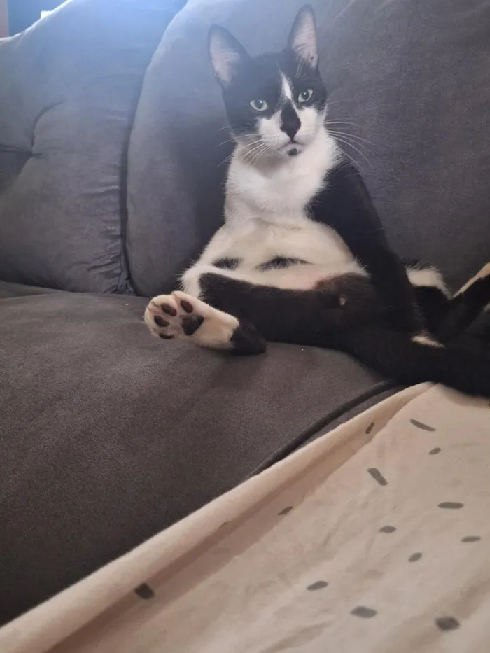 Gato raça SRD-ViraLata idade 7 a 11 meses nome manhoso 
