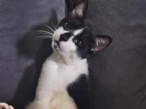 Gato raça SRD-ViraLata idade 7 a 11 meses nome manhoso 