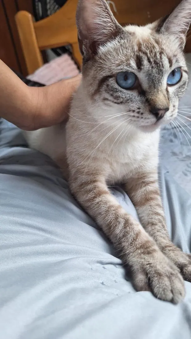 Gato raça Siamês idade 2 anos nome sofi