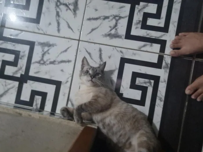 Gato raça Siamês idade 2 anos nome sofi