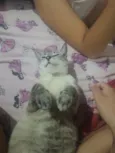 sofi