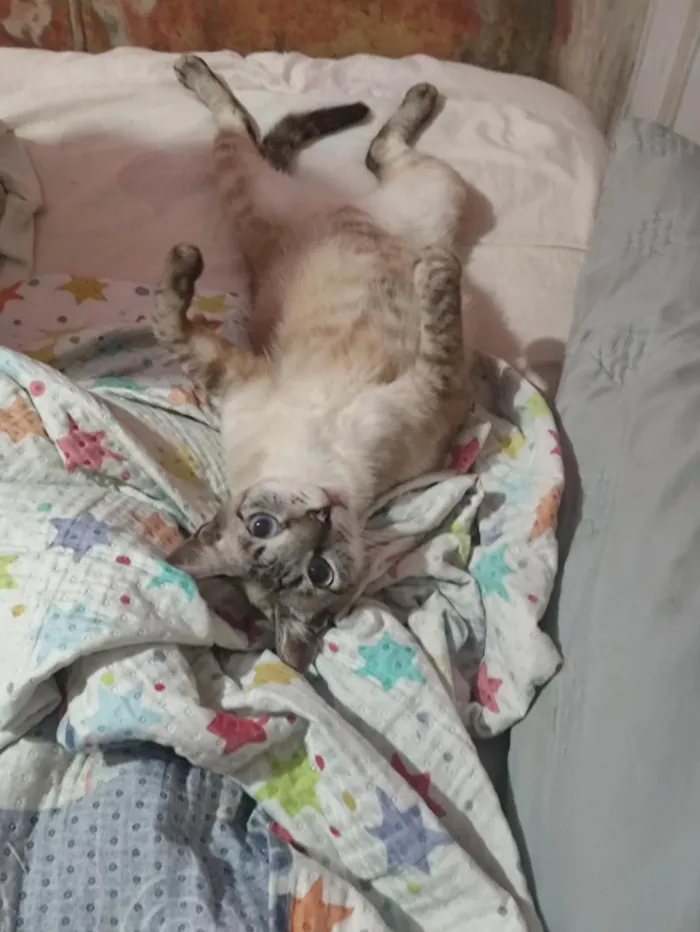 Gato raça Siamês idade 2 anos nome sofi