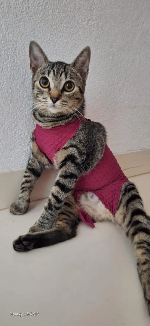 Gato raça SRD-ViraLata idade 2 anos nome juninha 