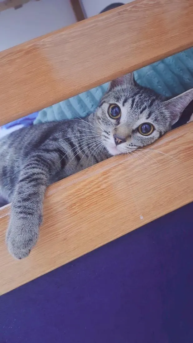 Gato raça SRD-ViraLata idade 2 anos nome juninha 