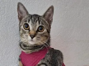Gato raça SRD-ViraLata idade 2 anos nome juninha 