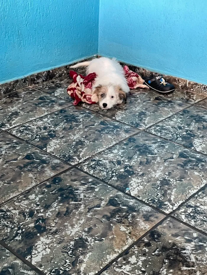 Cachorro raça SRD-ViraLata idade 2 a 6 meses nome Sol