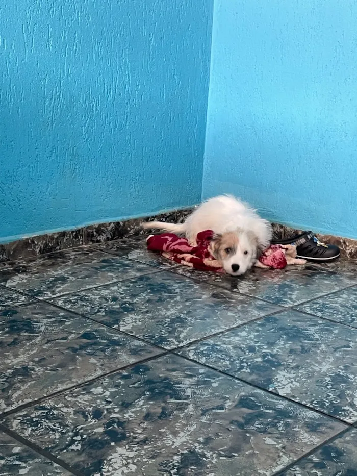 Cachorro raça SRD-ViraLata idade 2 a 6 meses nome Sol