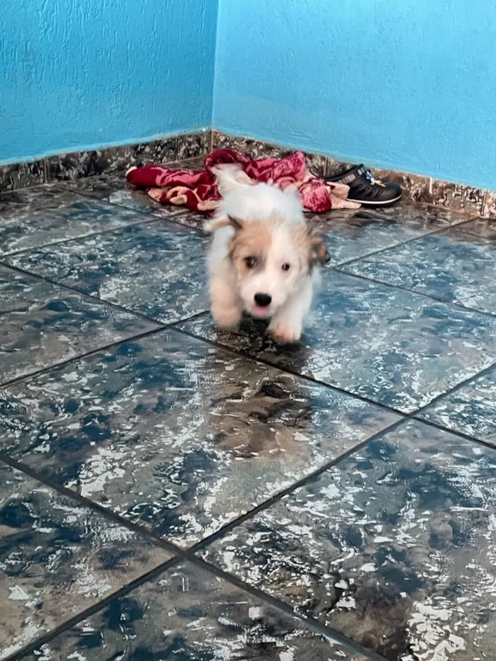 Cachorro raça SRD-ViraLata idade 2 a 6 meses nome Sol