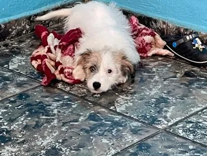 Cachorro raça SRD-ViraLata idade 2 a 6 meses nome Sol